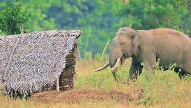 Photo of ଧାନ ଖଳାରେ ଚାଷୀଙ୍କୁ ଦଳିଦେଲା ହାତୀ