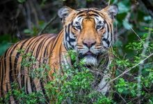 Photo of ୧୫ରୁ ଘୁମୁସର ବନଖଣ୍ଡରେ ବାଘ ଗଣନା