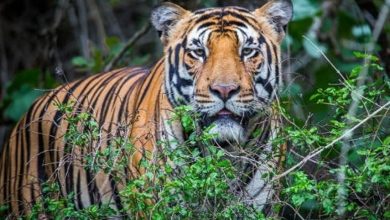 Photo of ୧୫ରୁ ଘୁମୁସର ବନଖଣ୍ଡରେ ବାଘ ଗଣନା