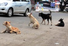 Photo of ସୁପ୍ରିମକୋର୍ଟଙ୍କ ନିର୍ଦ୍ଦେଶ: ଶିକ୍ଷାନୁଷ୍ଠାନ, ହସ୍ପିଟାଲ, ରେଳ ଷ୍ଟେସନରୁ ହଟିବେ ବୁଲା କୁକୁର