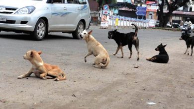 Photo of ସୁପ୍ରିମକୋର୍ଟଙ୍କ ନିର୍ଦ୍ଦେଶ: ଶିକ୍ଷାନୁଷ୍ଠାନ, ହସ୍ପିଟାଲ, ରେଳ ଷ୍ଟେସନରୁ ହଟିବେ ବୁଲା କୁକୁର