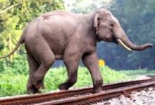 Photo of ରେଳ ଟ୍ରାକରେ ବନ୍ୟପ୍ରାଣୀଙ୍କୁ ସୁରକ୍ଷା ଦେବା ପାଇଁ ଏଆଇ-ଆଧାରିତ ବ୍ୟବସ୍ଥା