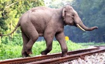 Photo of ରେଳ ଟ୍ରାକରେ ବନ୍ୟପ୍ରାଣୀଙ୍କୁ ସୁରକ୍ଷା ଦେବା ପାଇଁ ଏଆଇ-ଆଧାରିତ ବ୍ୟବସ୍ଥା