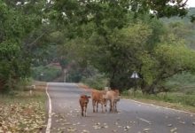 Photo of କୋରାପୁଟ – ମୋହନା ହାଇୱେ ପ୍ରକଳ୍ପକୁ ମଞ୍ଜୁରି