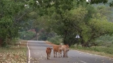 Photo of କୋରାପୁଟ – ମୋହନା ହାଇୱେ ପ୍ରକଳ୍ପକୁ ମଞ୍ଜୁରି