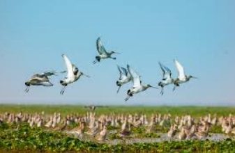 Photo of ଜାନୁଆରୀ ୬ ରୁ ୮ ତାରିଖ ଷଷ୍ଠ ଜାତୀୟ ଚିଲିକା ପକ୍ଷୀ ମହୋତ୍ସବ