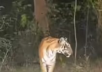 Photo of ଅଞ୍ଚଳରେ ବାଘ ଆତଙ୍କ: ଭୟରେ ଥରୁଛନ୍ତି ସ୍ଥାନୀୟ ବାସିନ୍ଦା