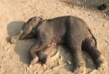 Photo of ବୋମା ଖାଇ ଗୁରୁତର ଥିବା ମାଈହାତୀର ଚିକିତ୍ସାଧୀନ ଅବସ୍ଥାରେ ମୃତ୍ୟୁ