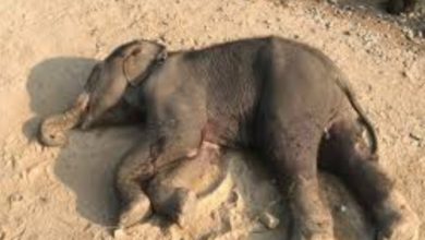 Photo of ବୋମା ଖାଇ ଗୁରୁତର ଥିବା ମାଈହାତୀର ଚିକିତ୍ସାଧୀନ ଅବସ୍ଥାରେ ମୃତ୍ୟୁ