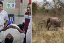 Photo of  ହାତୀ ପାଦ ତଳେ ଚାଲିଥିଲା ମୃତ୍ୟୁ ସହ ସଂଘର୍ଷ, ବର୍ତ୍ତିଗଲେ ଯୁବକ