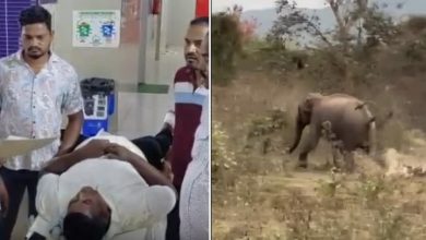 Photo of  ହାତୀ ପାଦ ତଳେ ଚାଲିଥିଲା ମୃତ୍ୟୁ ସହ ସଂଘର୍ଷ, ବର୍ତ୍ତିଗଲେ ଯୁବକ