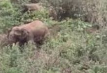 Photo of ଶିଖରଚଣ୍ଡୀରେ ଦନ୍ତା ଉତ୍ପାତ