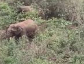 Photo of ଶିଖରଚଣ୍ଡୀରେ ଦନ୍ତା ଉତ୍ପାତ