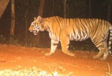 Photo of ଶିମିଳିପାଳରେ ନୂଆ ଅତିଥି: ମହାରାଷ୍ଟ୍ରରୁ ଆସିଲା ମହାବଳ