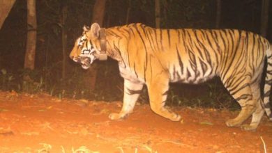 Photo of ଶିମିଳିପାଳରେ ନୂଆ ଅତିଥି: ମହାରାଷ୍ଟ୍ରରୁ ଆସିଲା ମହାବଳ