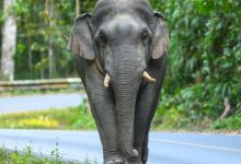 Photo of ଦଣ୍ଡ ନାଚ ଦେଖି ଫେରୁଥିଲେ, ମାଆ-ଝିଅଙ୍କୁ ଦଳିଦେଲା ହାତୀ