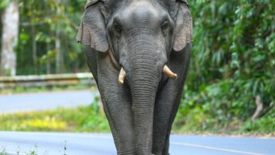 Photo of ଦଣ୍ଡ ନାଚ ଦେଖି ଫେରୁଥିଲେ, ମାଆ-ଝିଅଙ୍କୁ ଦଳିଦେଲା ହାତୀ